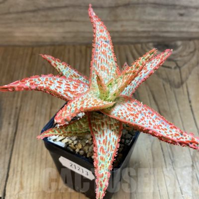 SH21213 Aloe TCT hybrid