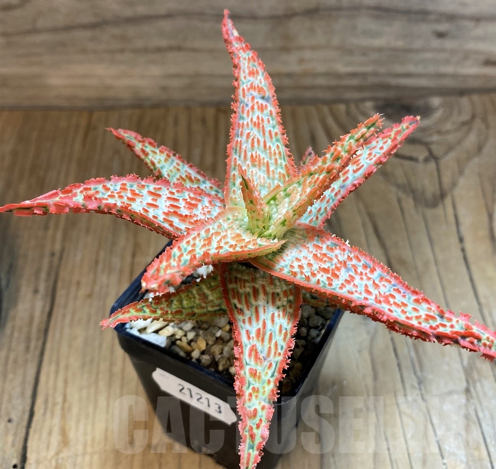 SH21213 Aloe TCT hybrid