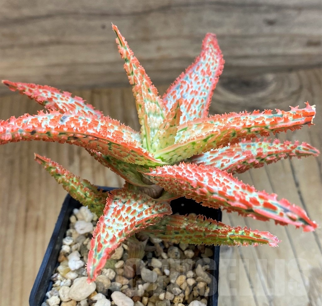 SH21213 Aloe TCT hybrid - Image 2