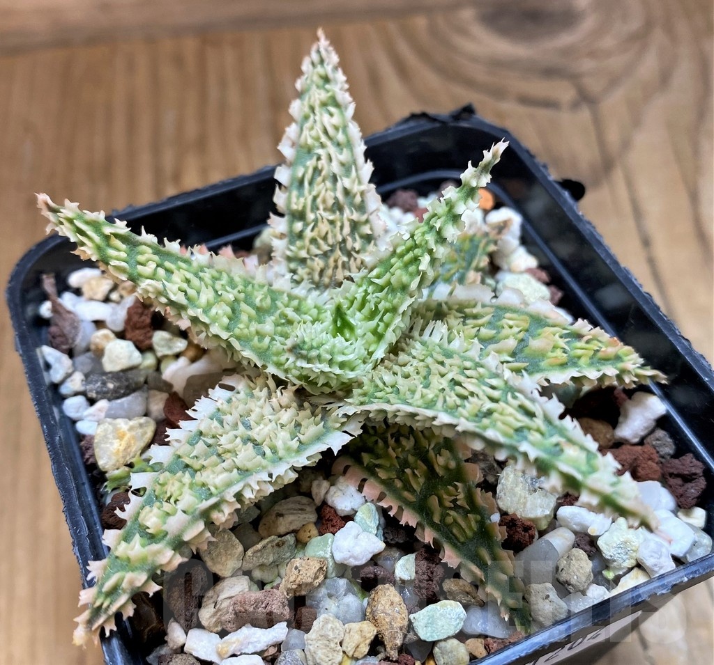 SH21204 Aloe TCT hybrid - Image 2