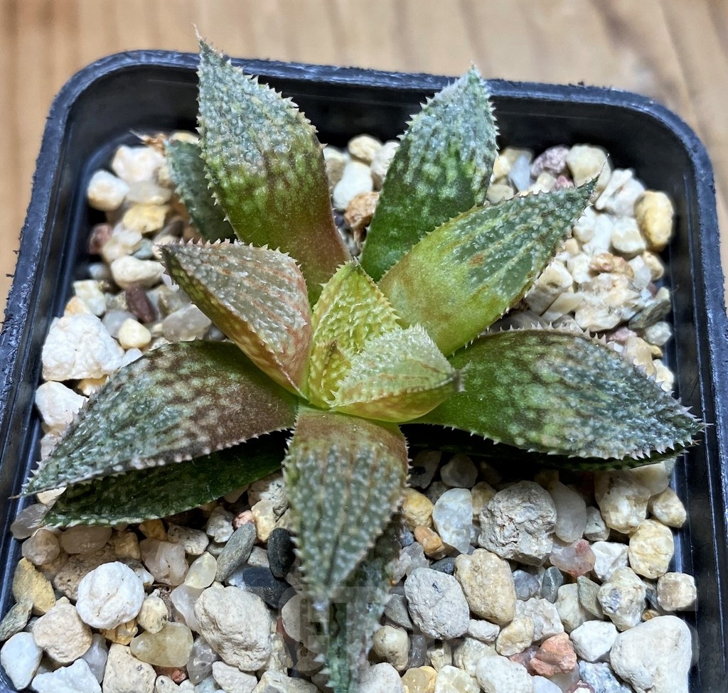 SH21220 Haworthia ‘Hakuma’ - Image 2