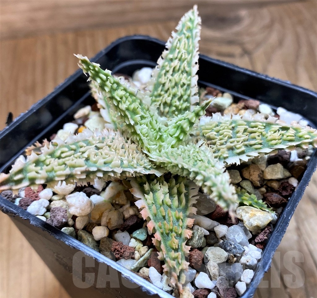 SH21204 Aloe TCT hybrid