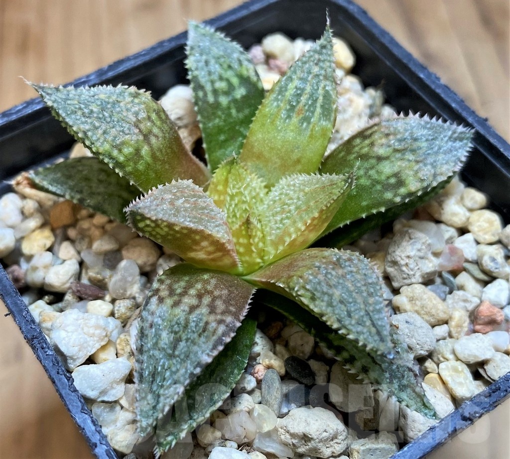 SH21220 Haworthia ‘Hakuma’