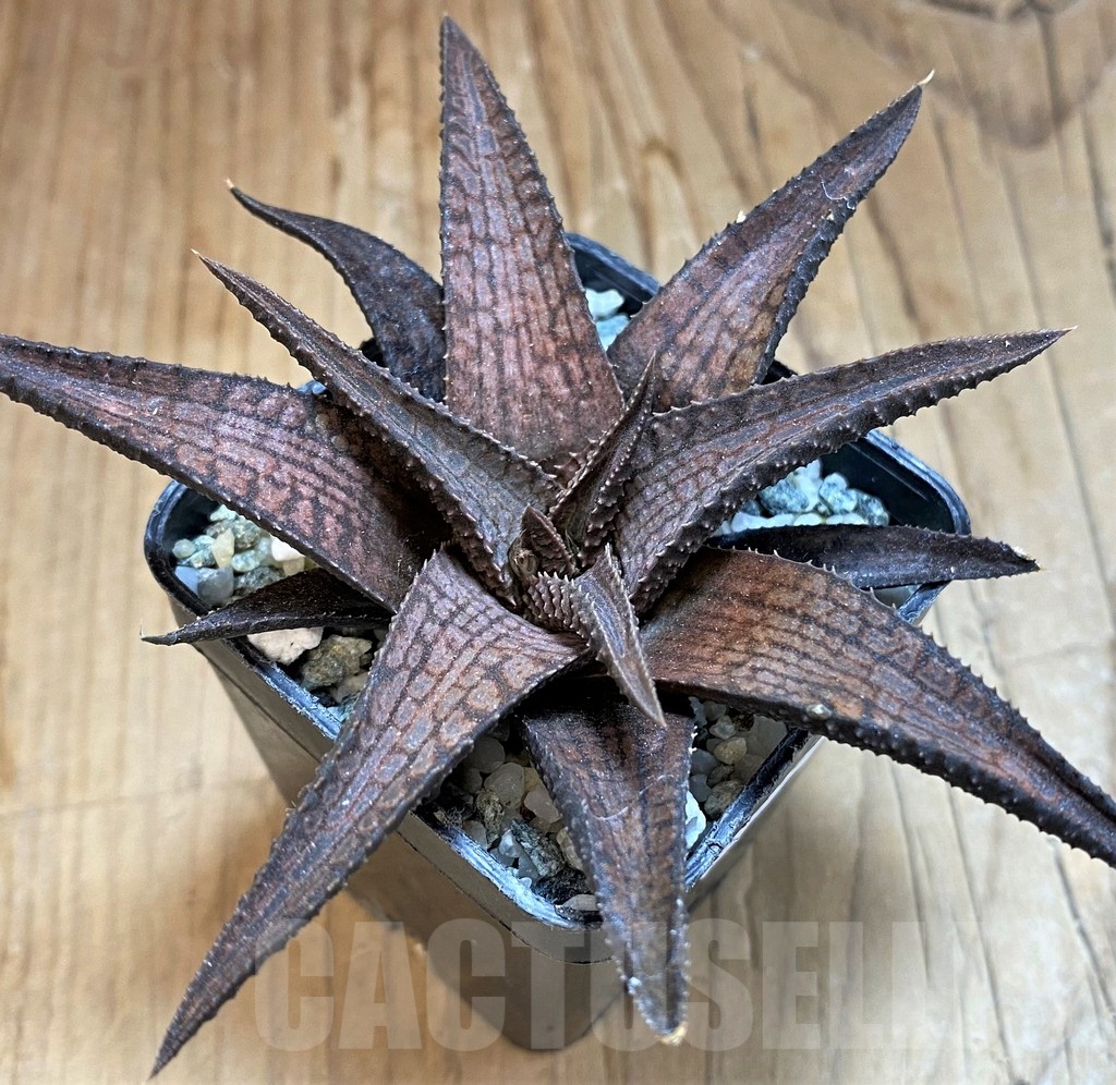SH21222 Haworthia woolleyi x koelmaniorum