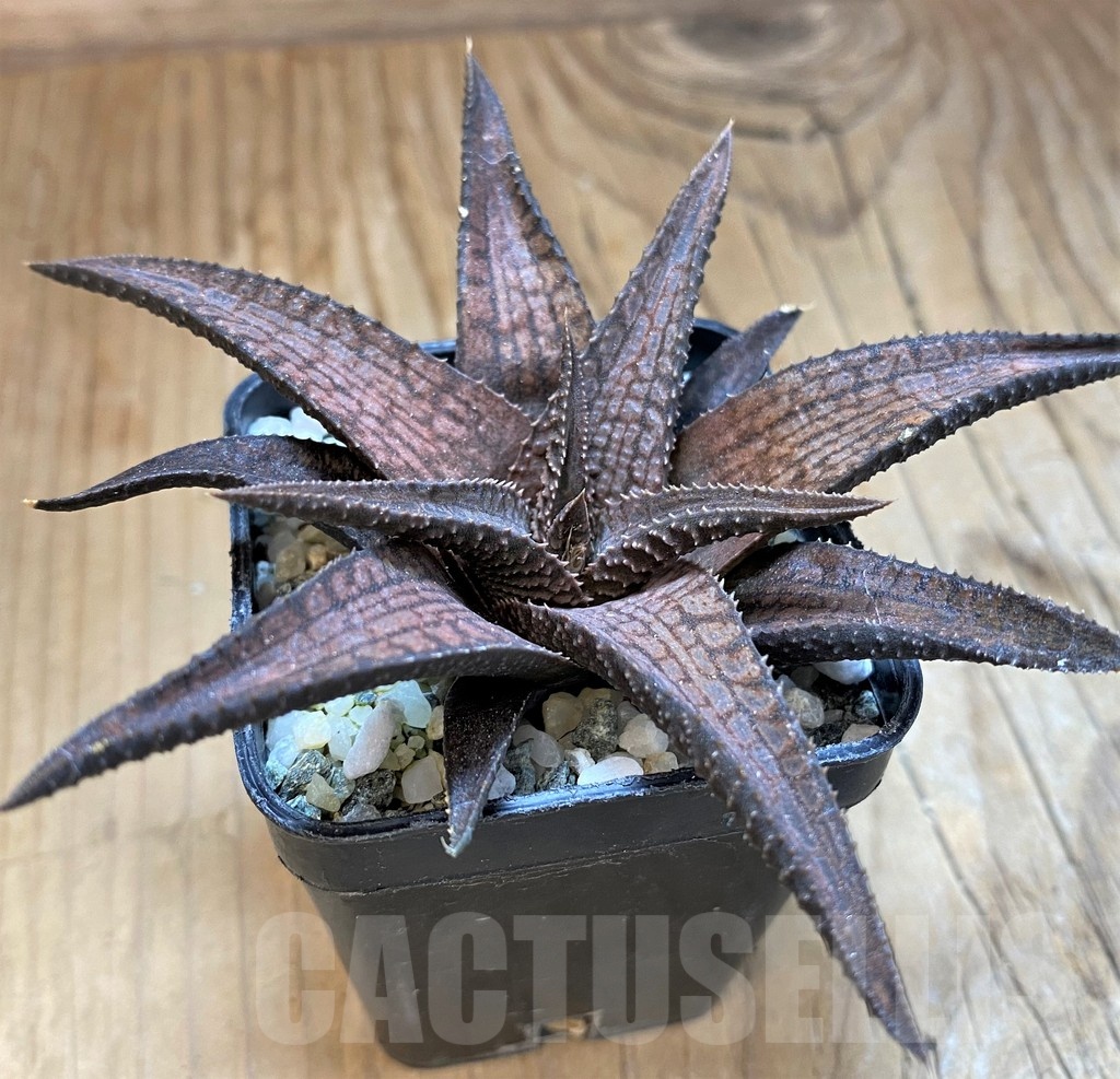 SH21222 Haworthia woolleyi x koelmaniorum - Image 2