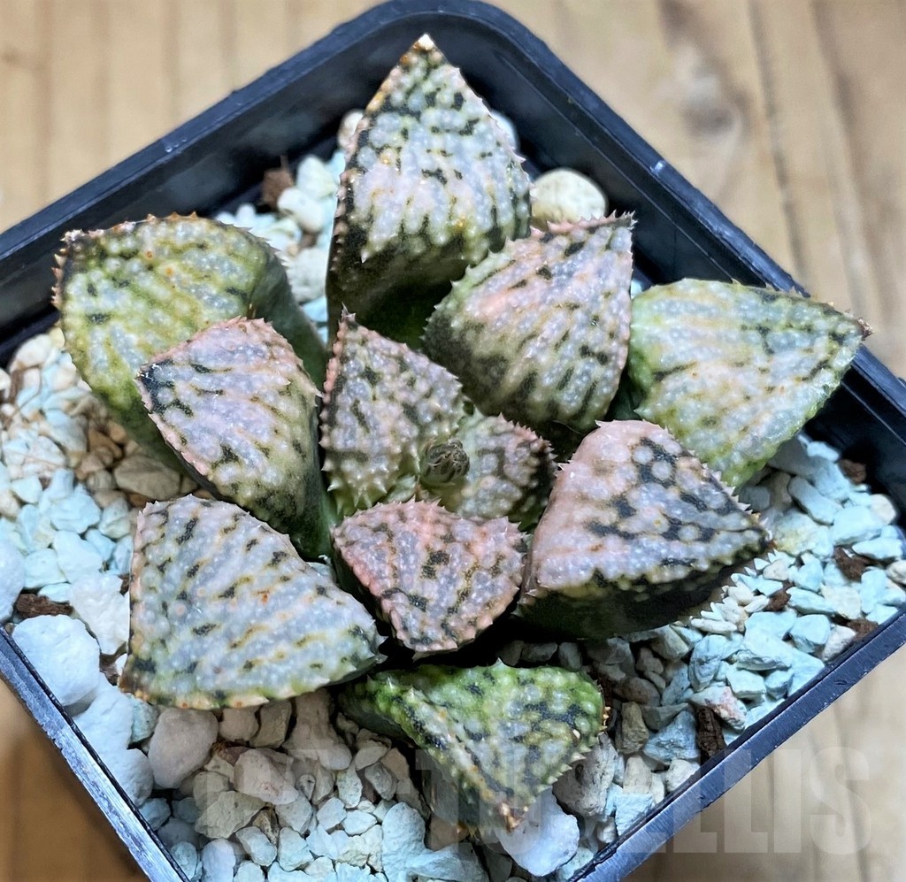 SH21223 Haworthia picta 'Pandora' - Image 2