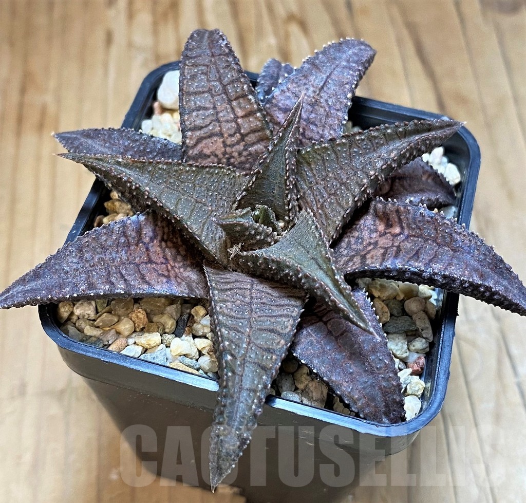 SH21232 Haworthia koelmaniorum 'Dragon King'