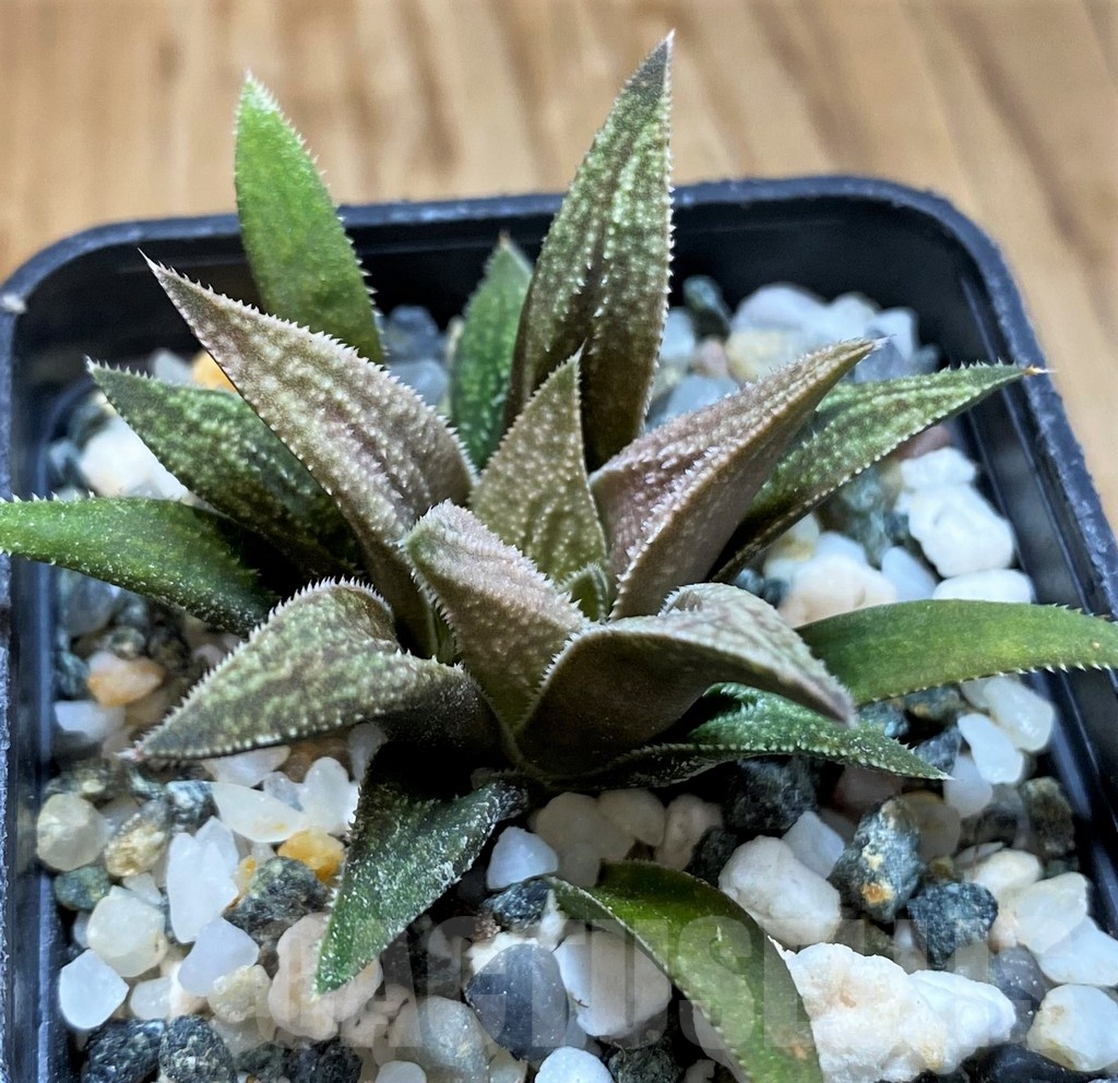 SH21286 Haworthia 'Metallica' hybrid - Image 2