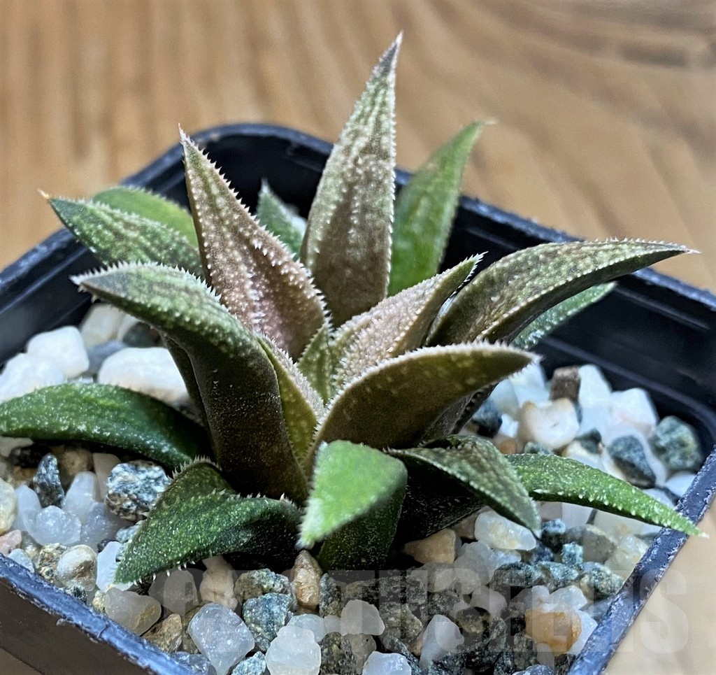 SH21286 Haworthia 'Metallica' hybrid