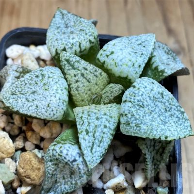 SH21318 Haworthia picta 'Pearl and Silver'