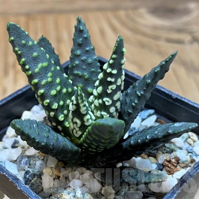 SH21320 Haworthia pumila 'Donut'