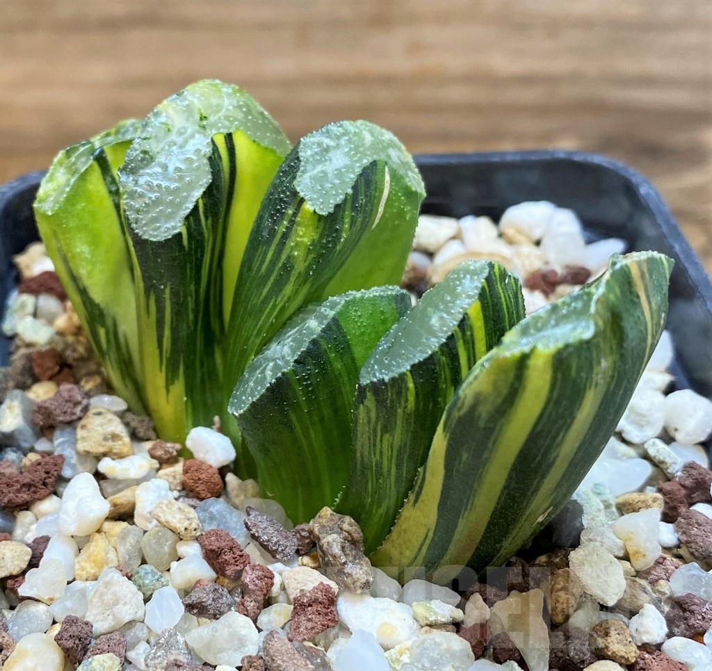 SH21327 Haworthia truncata f. variegata