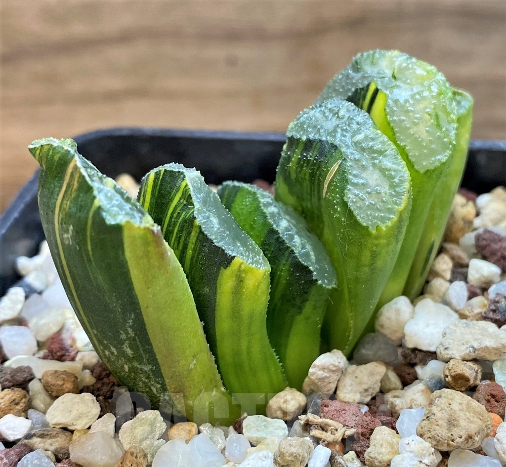 SH21327 Haworthia truncata f. variegata - Image 2