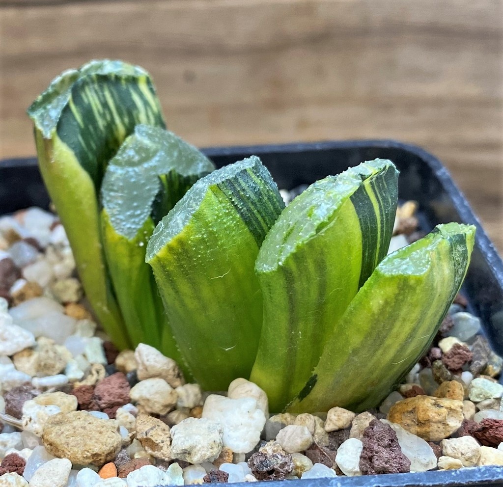 SH21327 Haworthia truncata f. variegata - Image 3