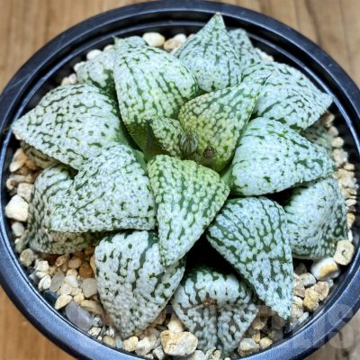 SH21328 Haworthia picta ‘White Magic’
