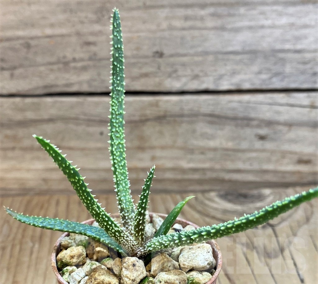 SH21330 Aloe delicatifolia