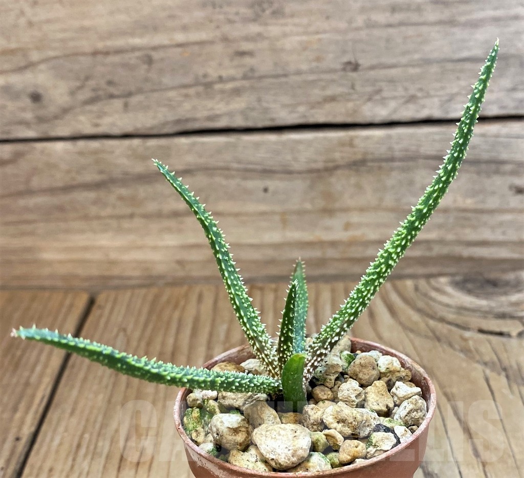 SH21330 Aloe delicatifolia - Image 2