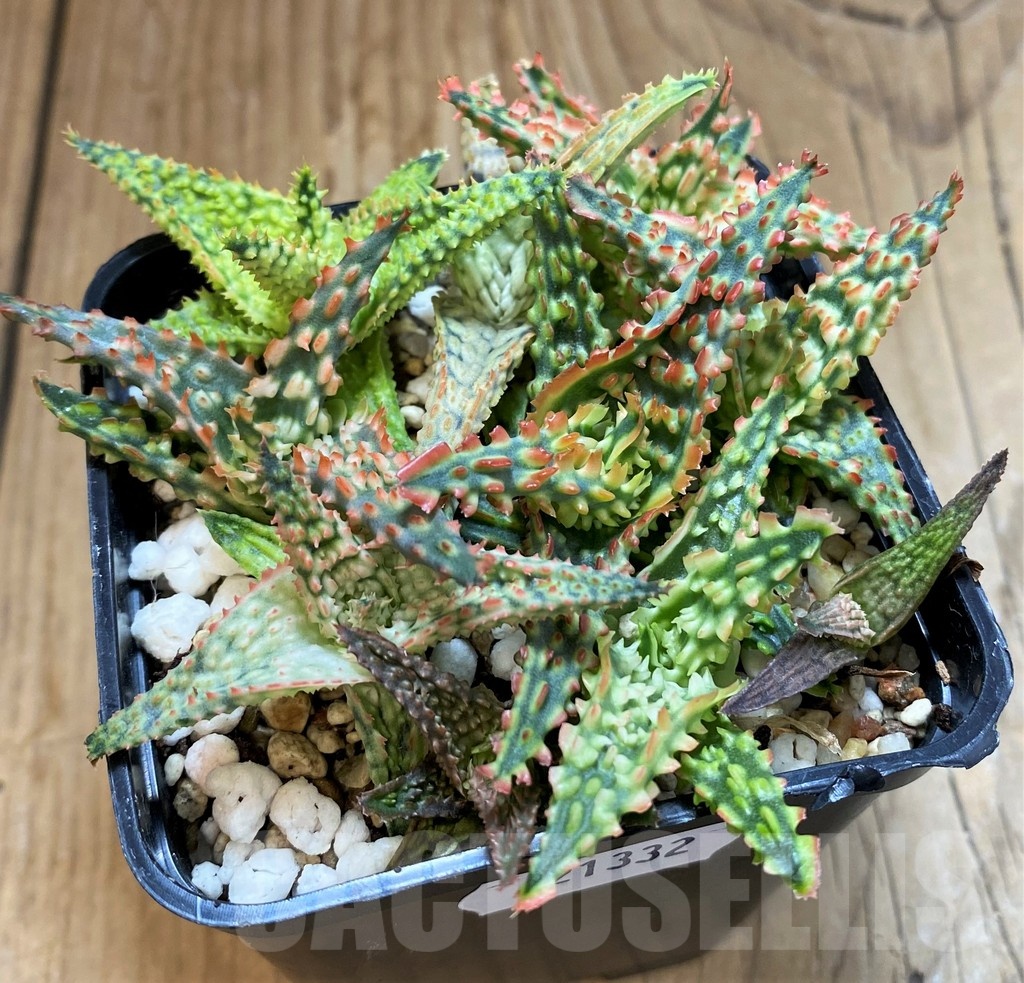 SH21332 Aloe TCT hybrid mix - Image 2