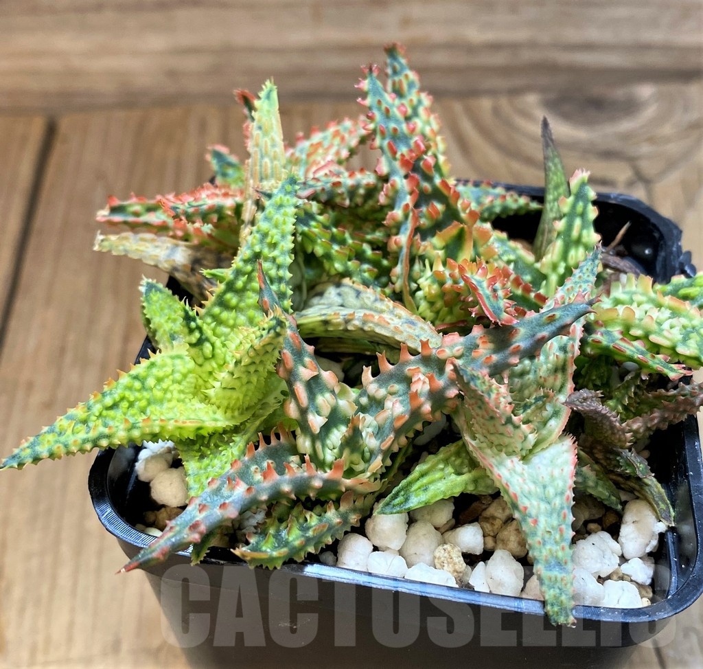 SH21332 Aloe TCT hybrid mix