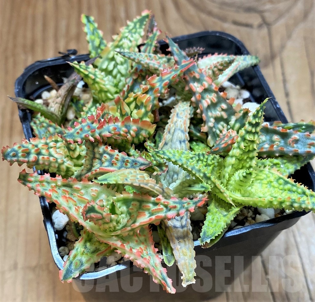 SH21332 Aloe TCT hybrid mix - Image 3