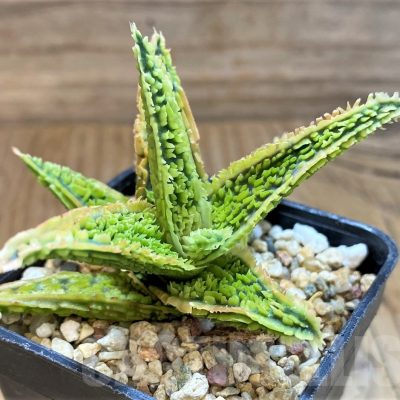 SH21335 Aloe TCT hybrid