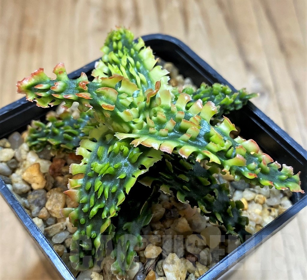 SH21337 Aloe TCT hybrid - Image 2