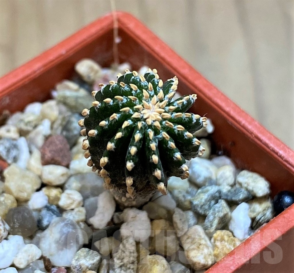 SH21338 Geohintonia neomexicana, seedling - Image 2
