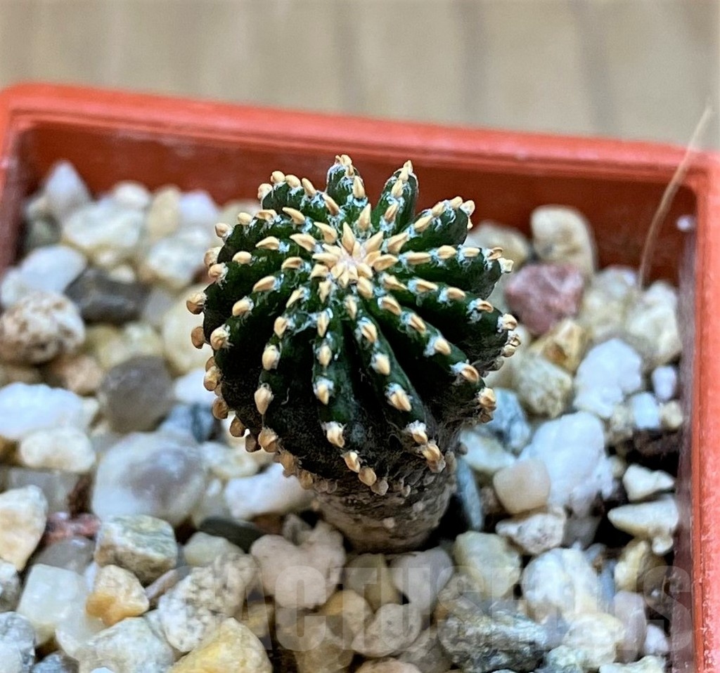 SH21338 Geohintonia neomexicana, seedling