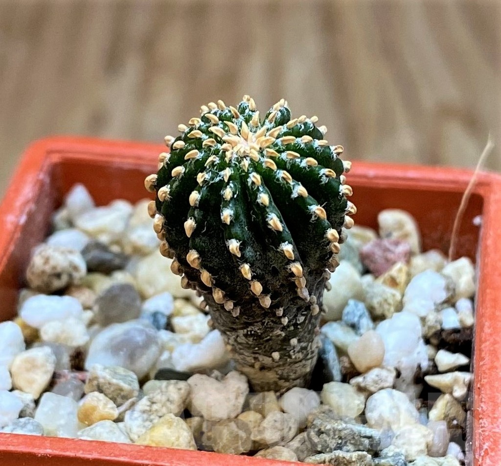 SH21338 Geohintonia neomexicana, seedling - Image 3