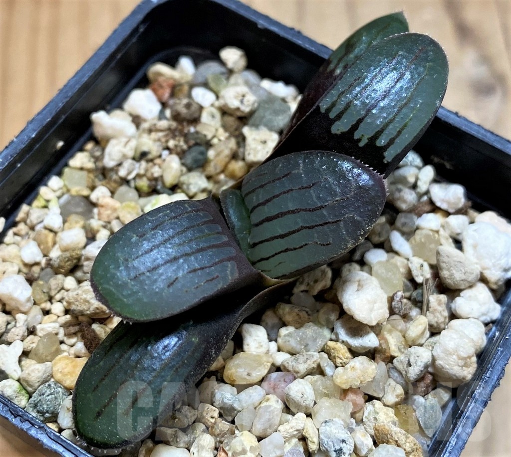 SH21290 Haworthia springbokvlakensis