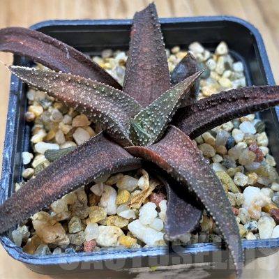 SH21281 Haworthia attenuata hybrid, seedling