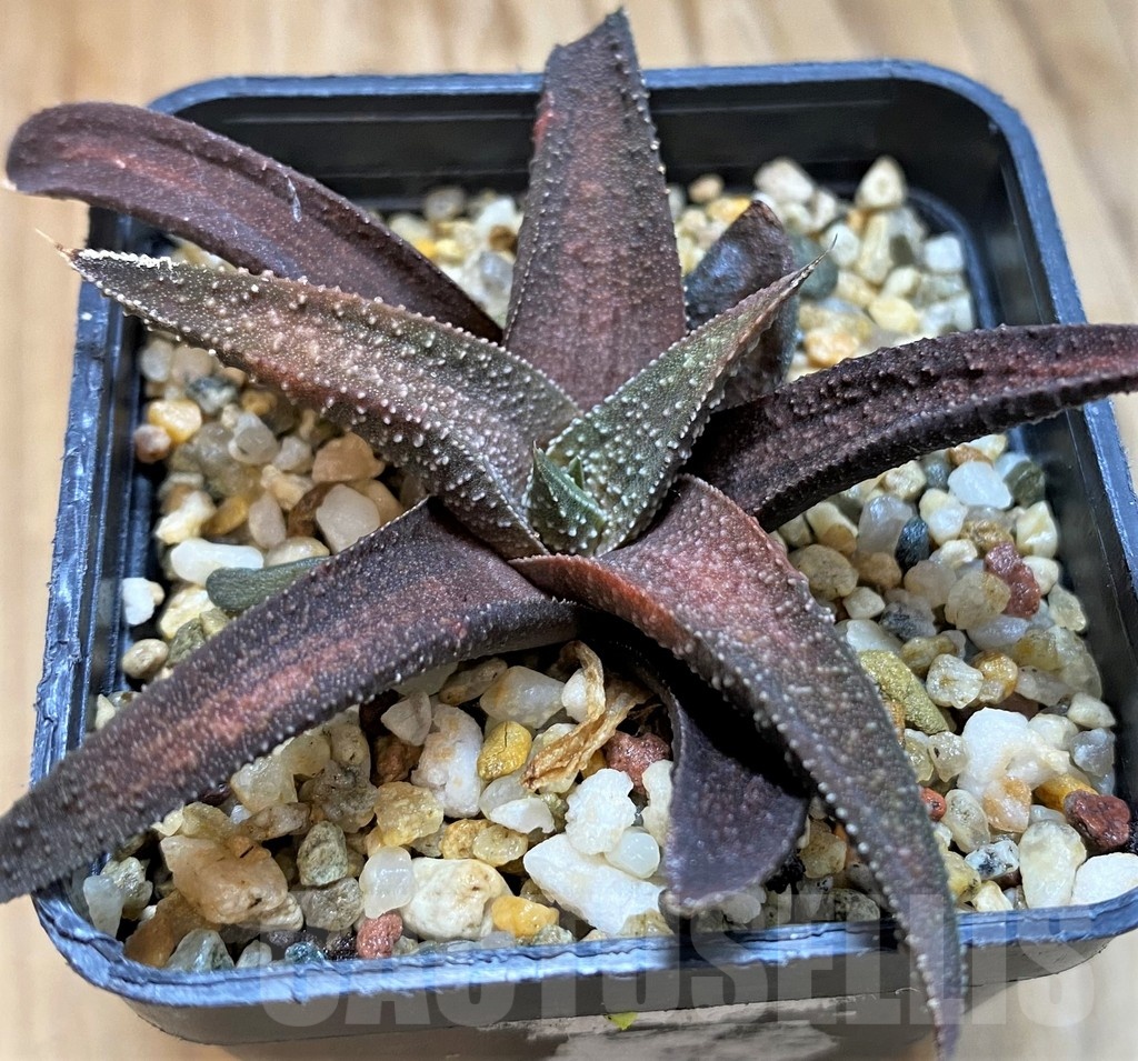 SH21281 Haworthia attenuata hybrid, seedling