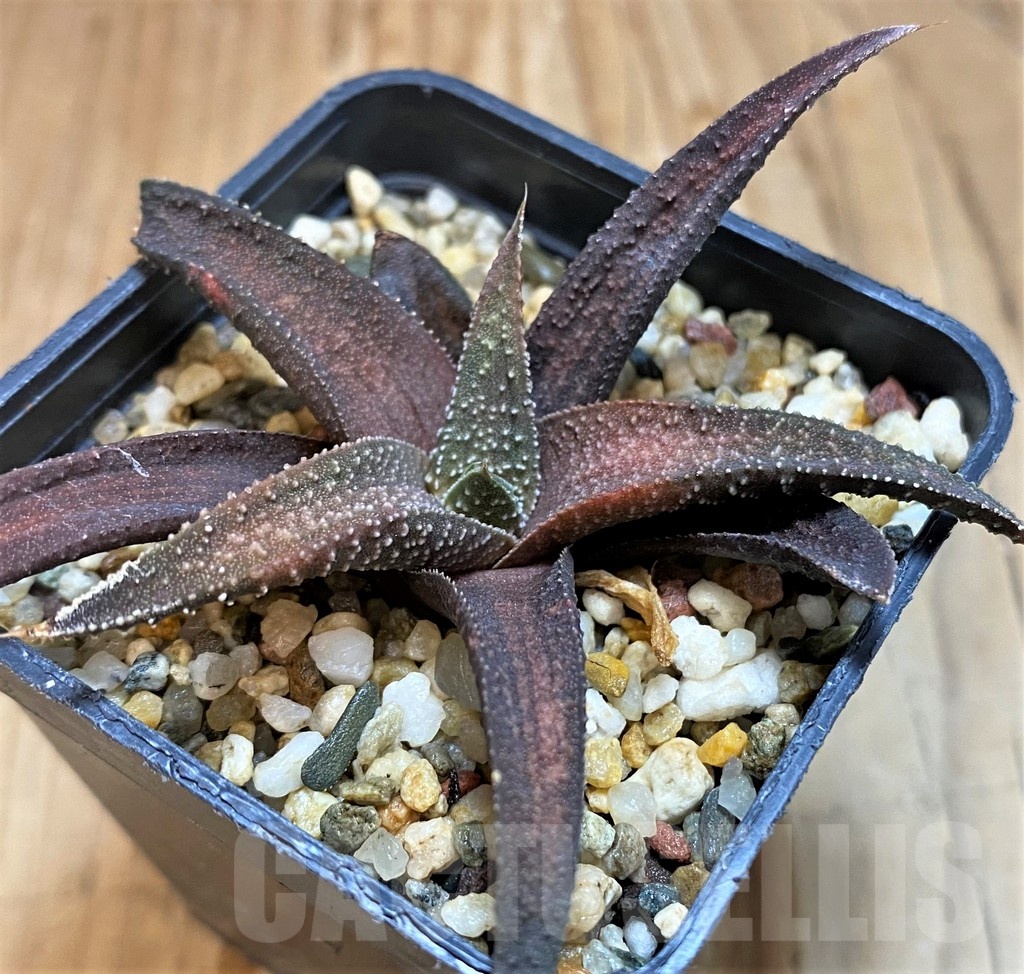 SH21281 Haworthia attenuata hybrid, seedling - Image 2