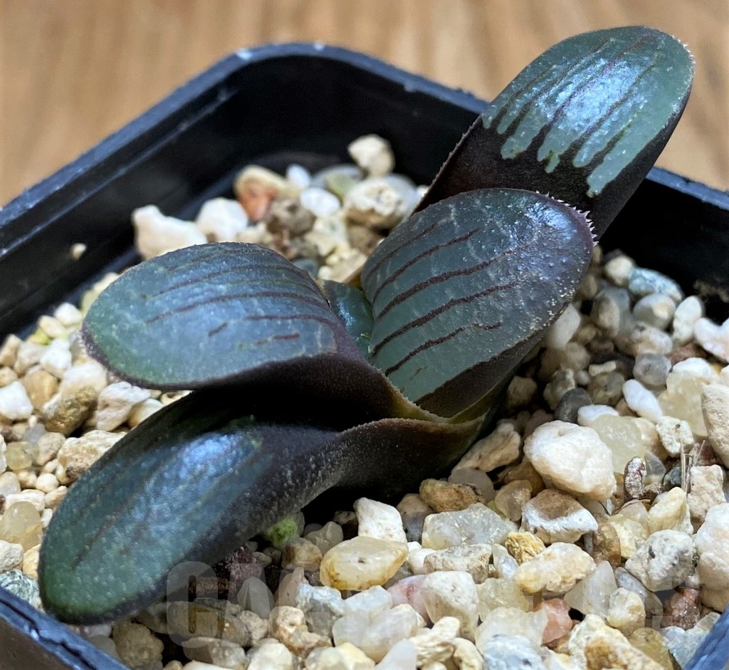 SH21290 Haworthia springbokvlakensis - Image 2