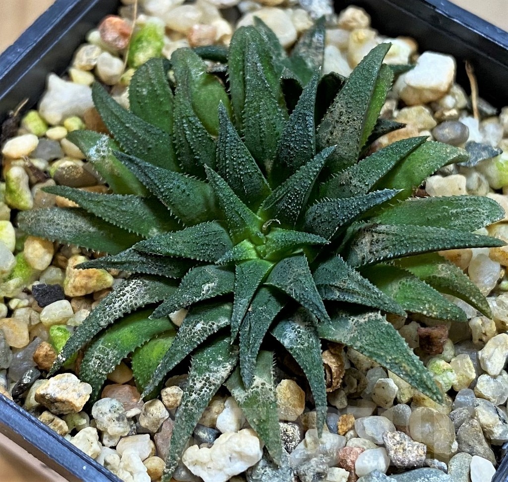 SH21292 Haworthia parksiana - Image 2