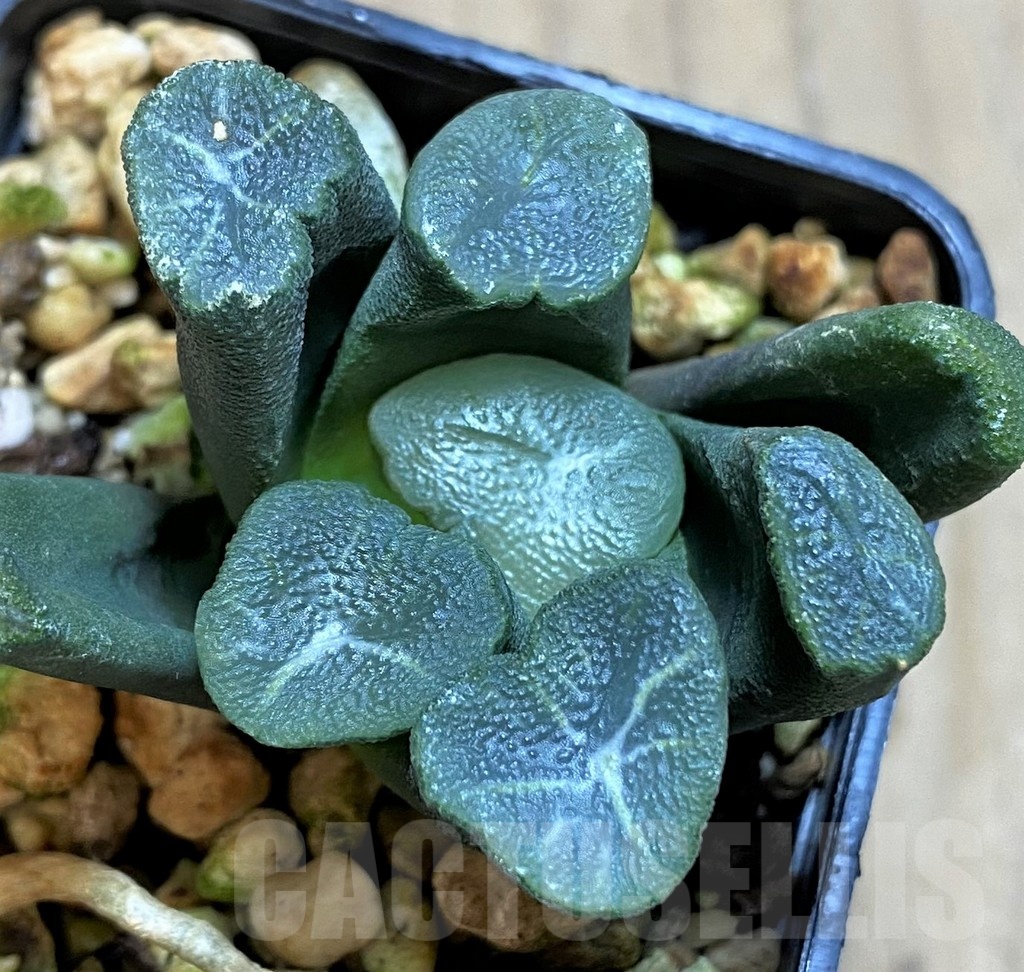SH21284 Haworthia maughanii -Japan-