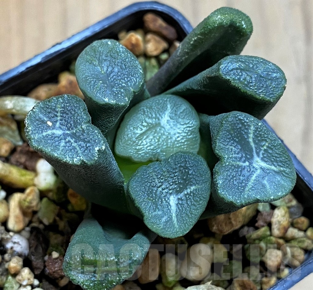 SH21284 Haworthia maughanii -Japan- - Image 2