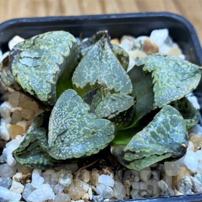 SH21301 Haworthia picta mutant