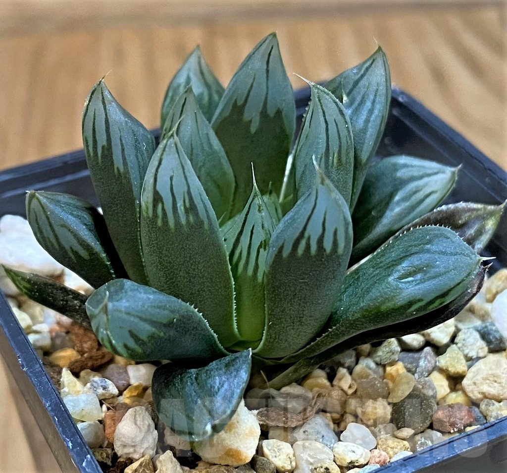SH21303 Haworthia cooperi 'Black' hybrid - Image 2