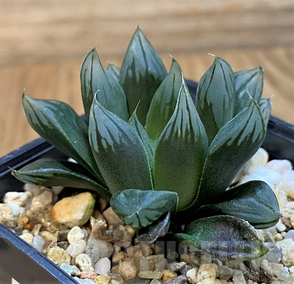 SH21303 Haworthia cooperi 'Black' hybrid
