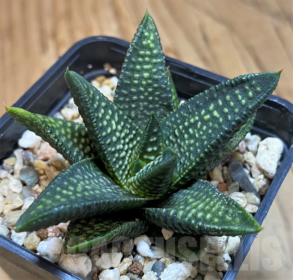 SH21305 Haworthia minima x koelmaniorum - Image 2