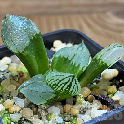 SH21307 Haworthia ‘Corn Poppy’ mutant