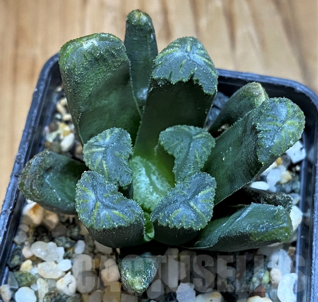 SH21310 Haworthia maughanii x cooperi - Image 3