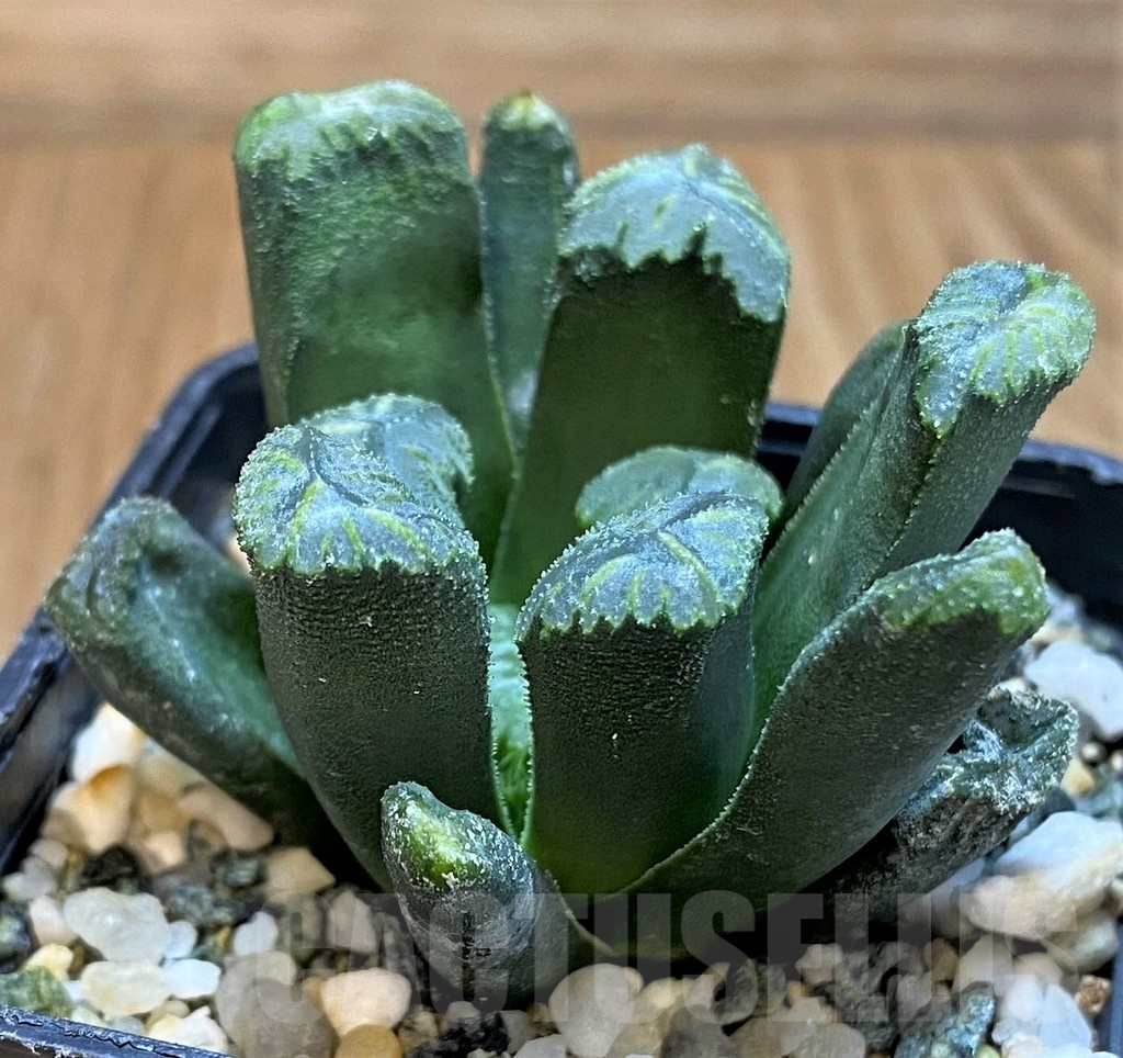 SH21310 Haworthia maughanii x cooperi - Image 2