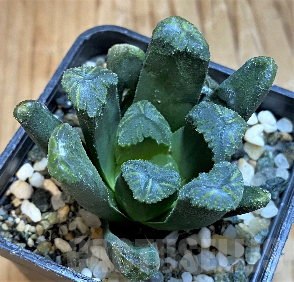 SH21310 Haworthia maughanii x cooperi
