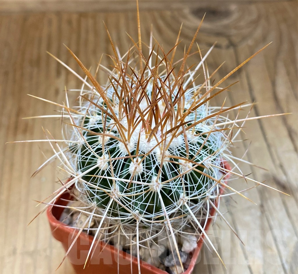 SH21510 Stenocactus vaupelianus - Image 2