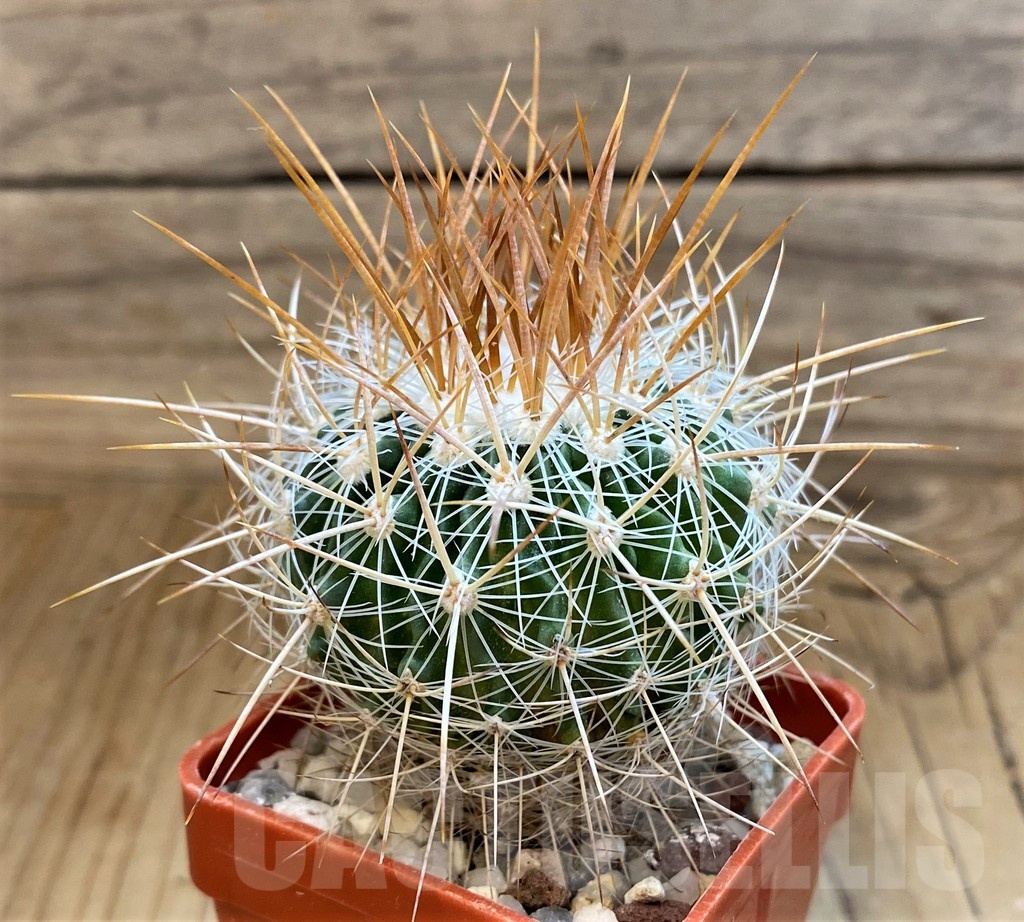 SH21510 Stenocactus vaupelianus - Image 3