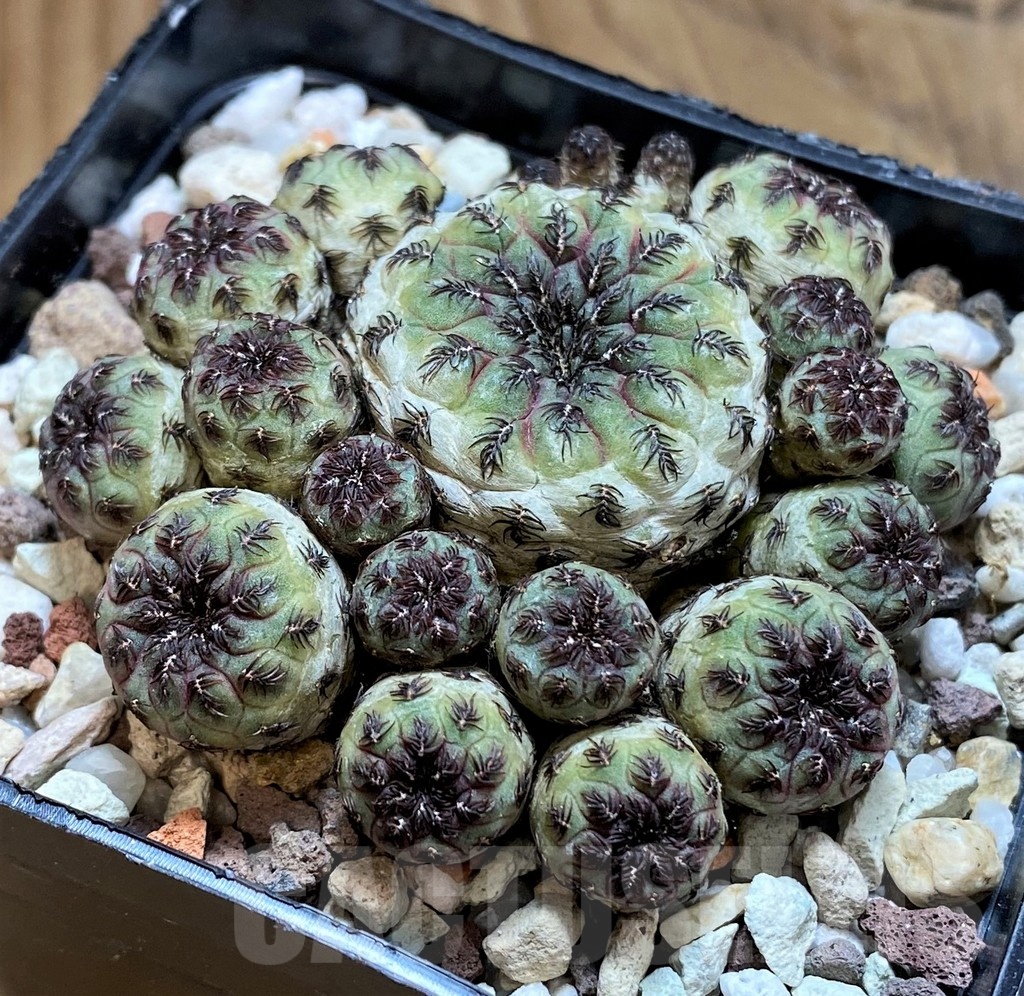 SH21481 Sulcorebutia rauschii, 7 years old - Image 2