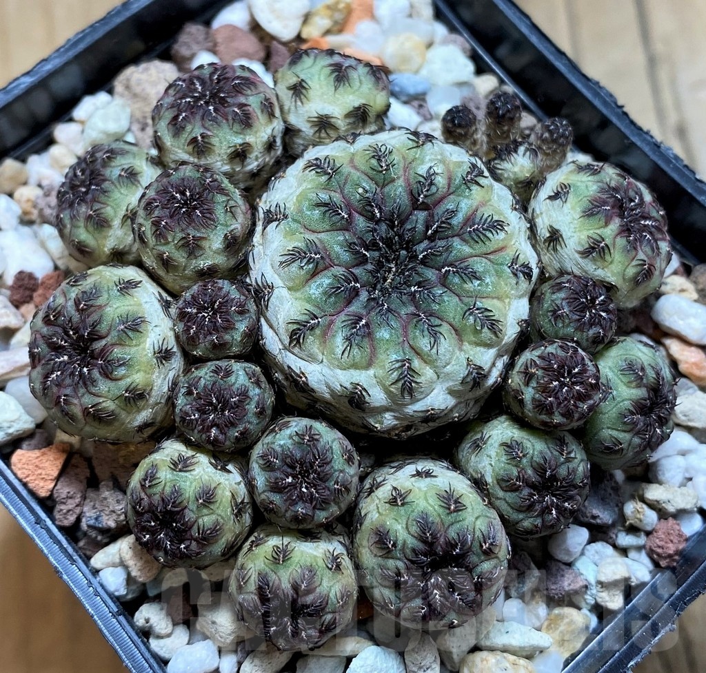 SH21481 Sulcorebutia rauschii, 7 years old