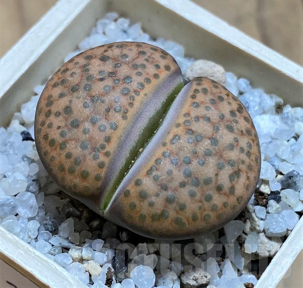 SH21523 Lithops fulviceps L45-66